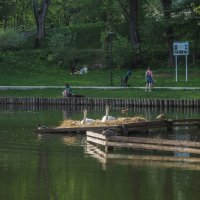 В Летнем Парке :: юрий поляков