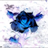 Голубая мечта цветовода :: Нина Бутко