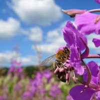 Пчела и Кипрей (Anthophila) :: Денис Бочкарёв