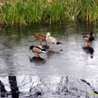Утки, чайка и первый лед :: vadim 