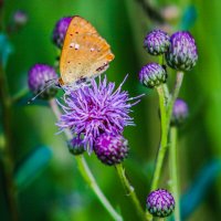Цветок и бабочка :: Денис Геранькин