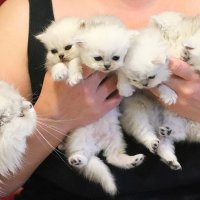 5 маленьких котят. :: Оля Богданович