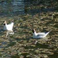 чайки в пруду :: Anna-Sabina Anna-Sabina