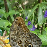 Одна из бабочек в оранжерее "Butterfly Conservatory" :: Юрий Поляков