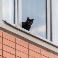Чёрная кошка, выгляни в окошко... :: Валерий Иванович