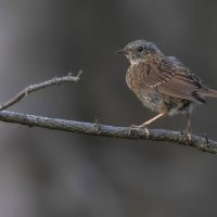 Лесная завирушка :: Елена Швыдун