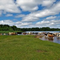 Водопой :: Ольга Митрофанова