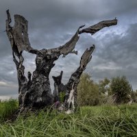 Дерева :: Виктор Четошников