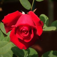 Солнечная роза :: Николай Гирш