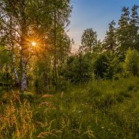 На закате дня в лесу. :: Андрей Дворников