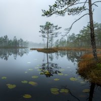 Пасмурное утро :: Фёдор. Лашков