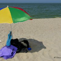 Sheltie Will: Лежу на "пляжу" :: Tatiana Golubinskaia