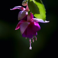 fuchsia :: Zinovi Seniak