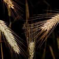Пшеница в ночи :: Роман Алексеев