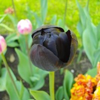 Чёрный тюльпан. :: Лия ☼