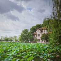 Лотосы на озере Сиху в Ханчжоу :: Дмитрий 