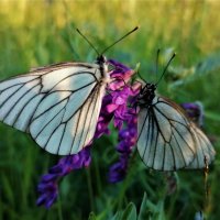 Две бабочки :: Ирина Хусточкина