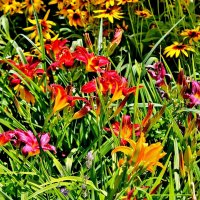 Цветочный калейдоскоп моего сада :: Восковых Анна Васильевна 