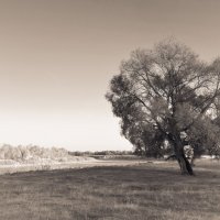 Дерево, река и простор :: Андрий Майковский