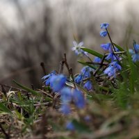 Пролиски :: Роман Савоцкий