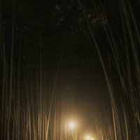 Вечер в бамбуковом парке :: Дмитрий 