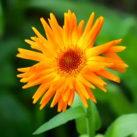 calendula :: Zinovi Seniak