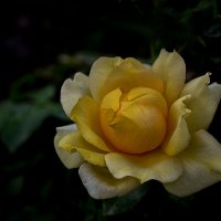 Желтая роза :: Александра Климина