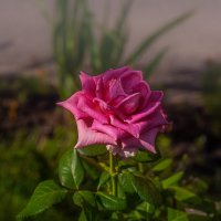 Летняя роза :: Владимир Кроливец