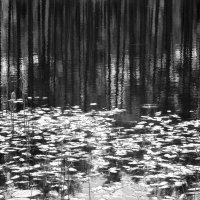 Озеро в сосновом лесу :: Tanja Gerster