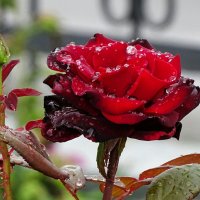 Роза в каплях дождя. :: Милешкин Владимир Алексеевич 