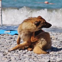 Пёсик на пляже. :: sav-al-v Савченко
