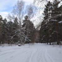 Зимняя снежная тропа...Уводи т, в самую чащу... :: Андрей Хлопонин