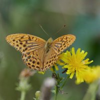 Бабочки Августа (3) :: Александр Запылёнов
