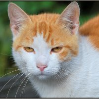 Портрет бело-рыжей кошки :: Mike Collie