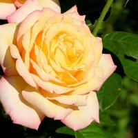 Прекрасна роза в распущенной поре :: Надежд@ Шавенкова