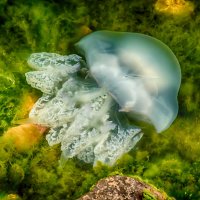 Просто медуза ... :: Сергей Сабешкин