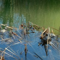 Горное озеро с черепахами :: san05 -  Александр Савицкий