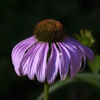 echinacea :: Zinovi Seniak