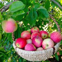 В моем не скучном саду...Райские яблочки-УГОЩАЙТЕСЬ! :: TAMARA КАДАНОВА