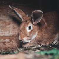 В гостях у кроликов :: Ольга Нежикова