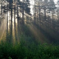 В утреннем свете...... :: Юрий Цыплятников