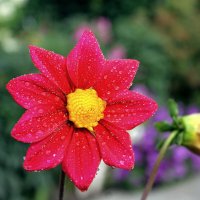 Августа цветение :: tamara kremleva