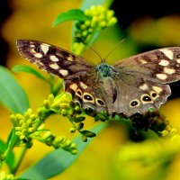 любят бабочки золотарник 2 :: Александр Прокудин