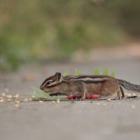 Амурский тигр :: Овсечук Мария 