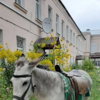 Ослик :: Наталья Пульникова