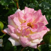 Роза Ботанического сада :: Лидия Бусурина