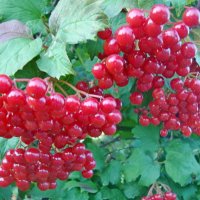 Поспевают ягодки в саду :: Raduzka (Надежда Веркина)