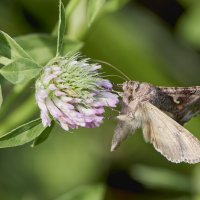 Бабочки Августа (5) :: Александр Запылёнов