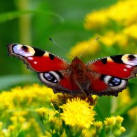 любят бабочки золотарник 10 :: Александр Прокудин