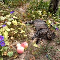 Марыся отдыхает под яблоней :: Наталья 
